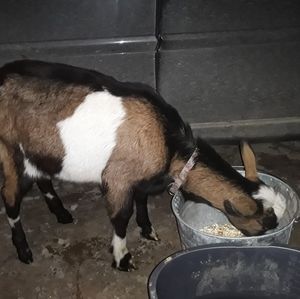 Meet your Posher, Blake